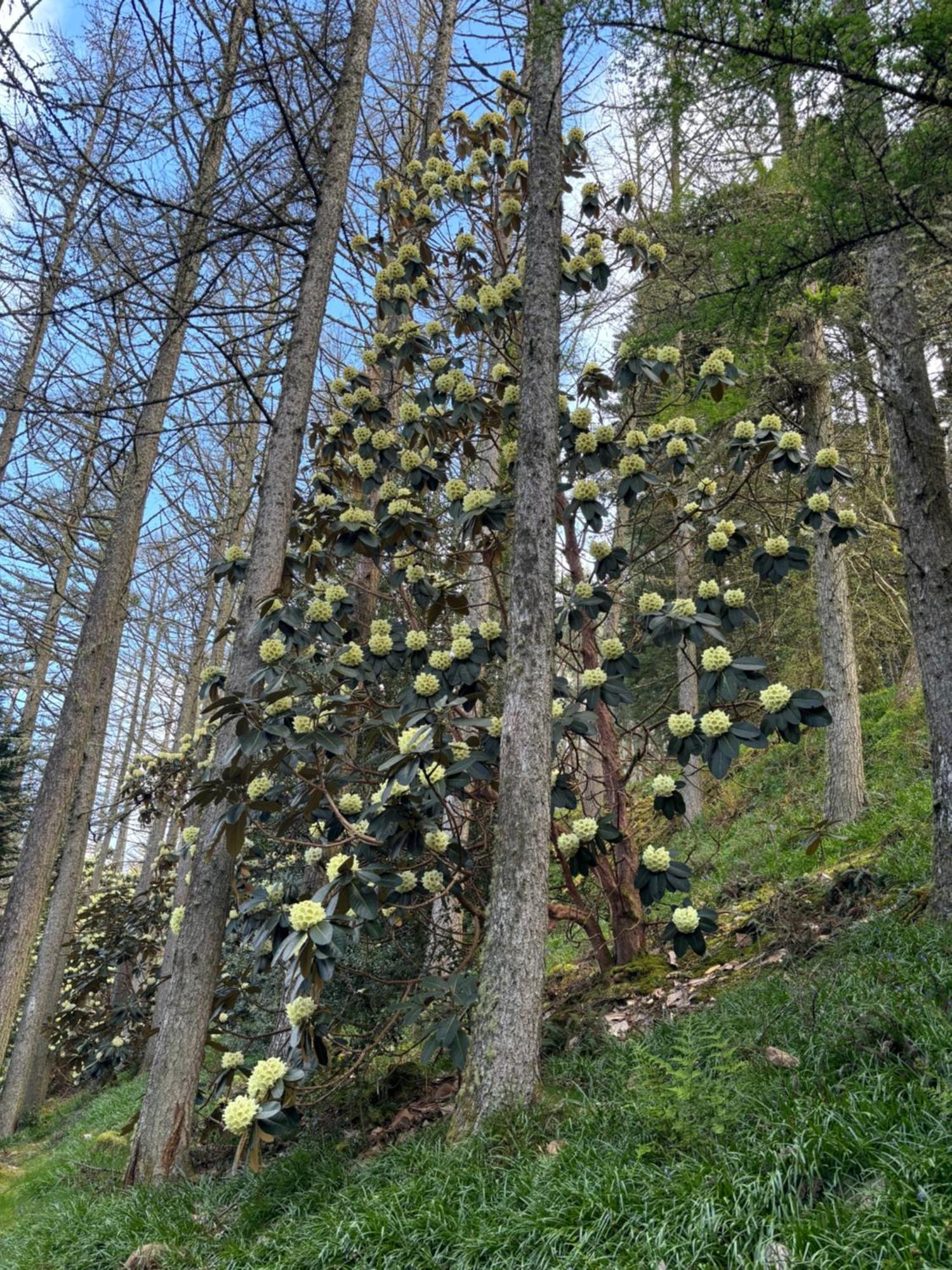 North Lodge Kilmun Kültér fotó